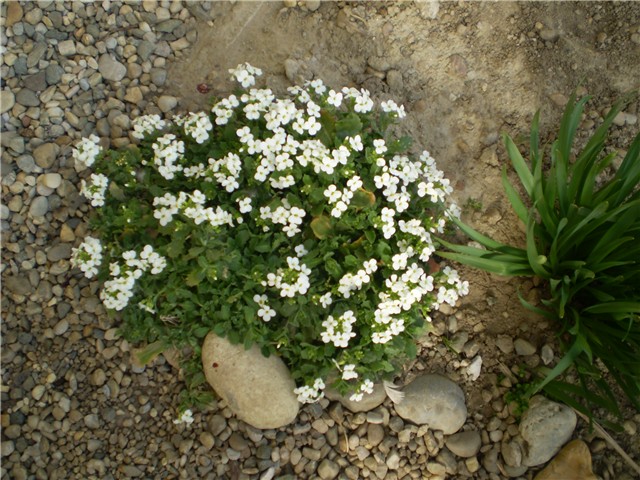 neznam